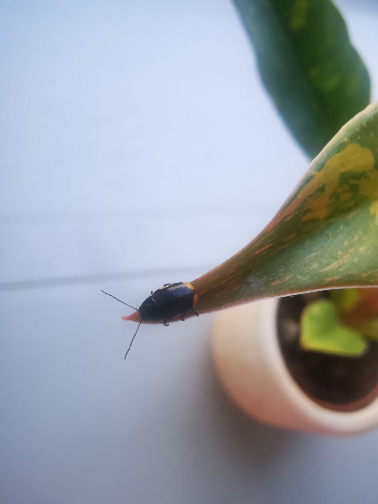  Little black beetle with yellow dots on side and hindend is sitting on a philodendron leaf on the wondowsil in a office