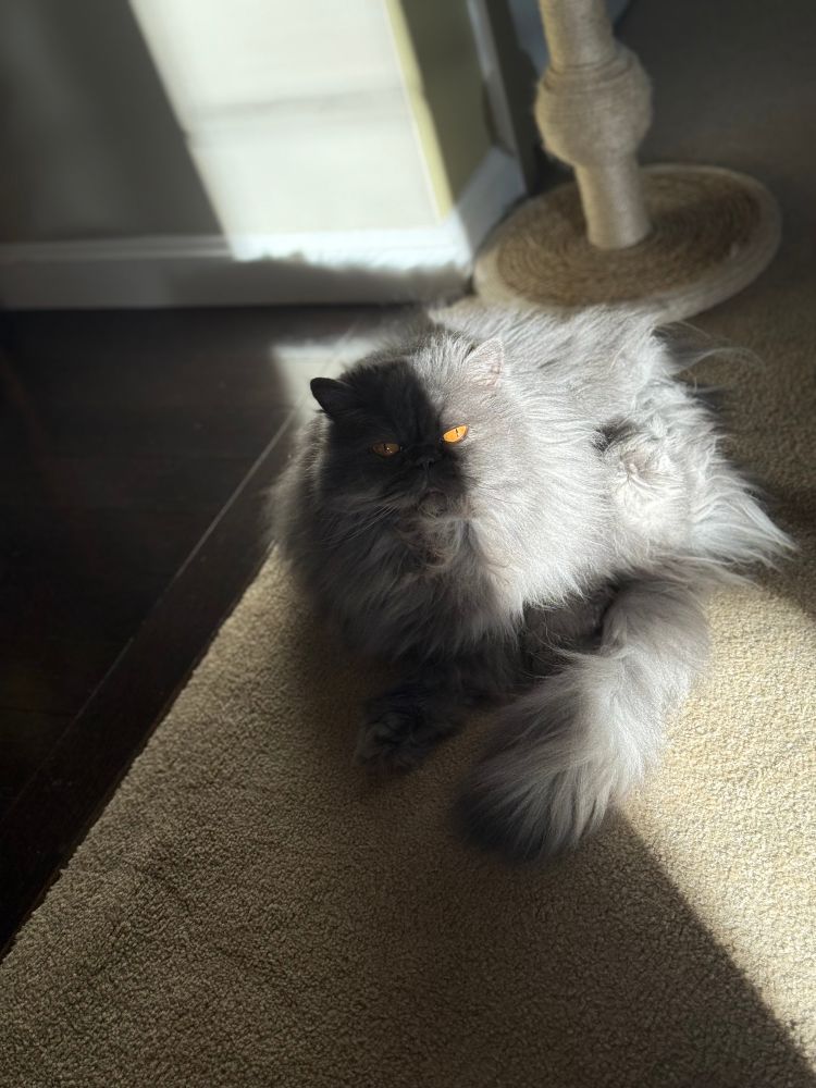 Gray Persian cat with orange eyes is partly obscured by shade. The other half is in the sun. Back foot up. Poofed tail was being groomed until she was rudely interrupted. She is giving the camera an annoyed look. Apologies. Carry on, carry on. 