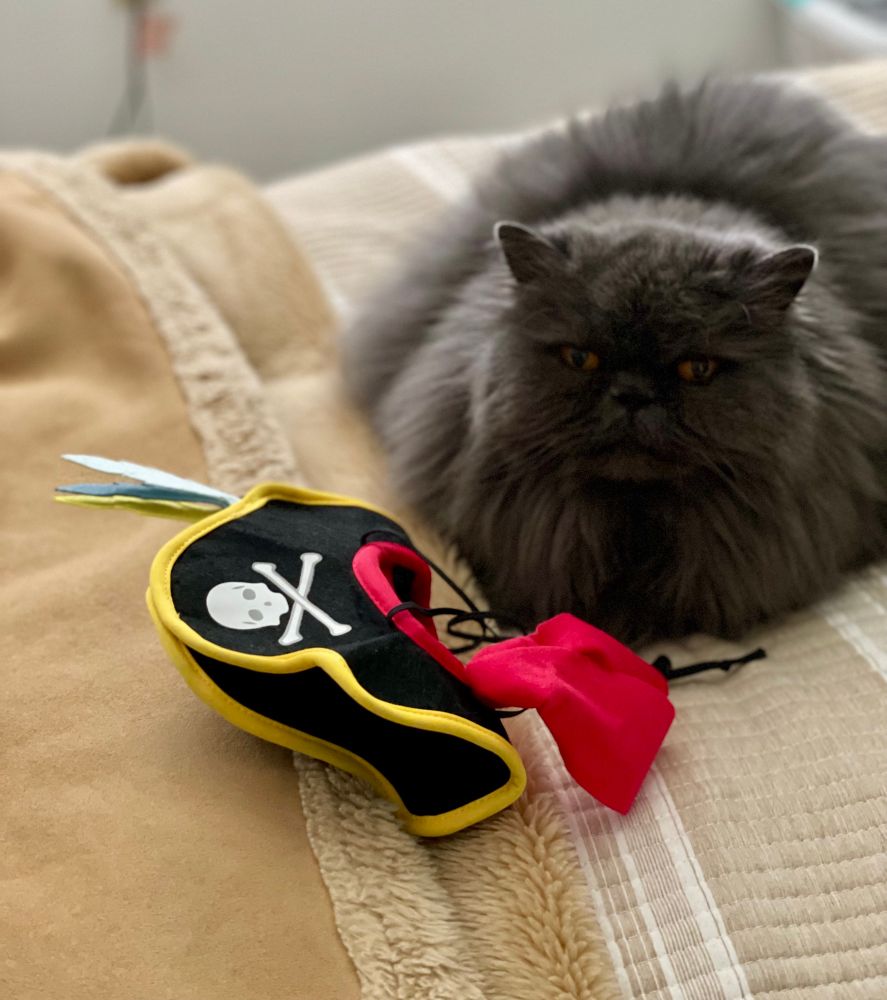 Gray Persian cat with smug orange eyes lying next to the discarded pirate hat. Pity, she looked cute wearing it for 1.3 seconds. 