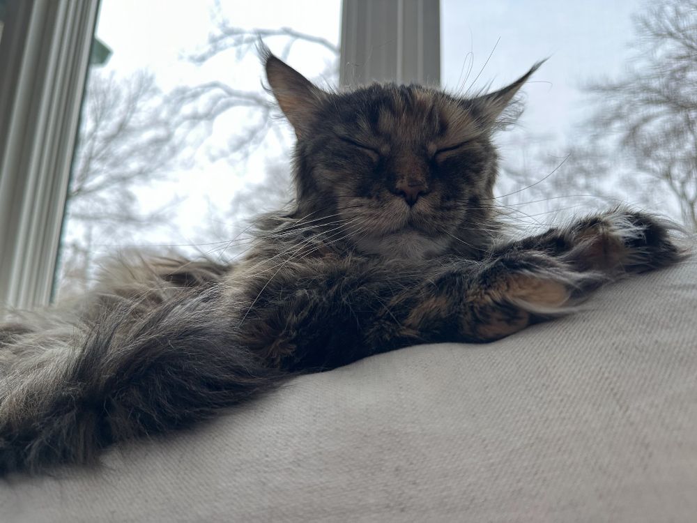 Maine Coon sleeping.