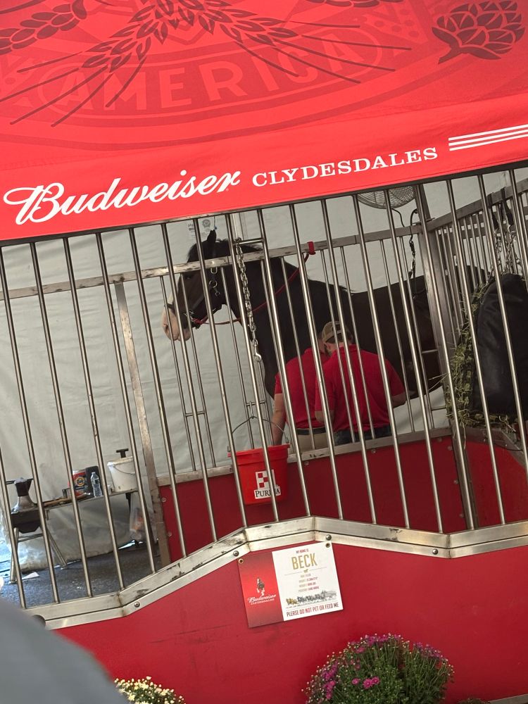 Honse(his name is Beck)