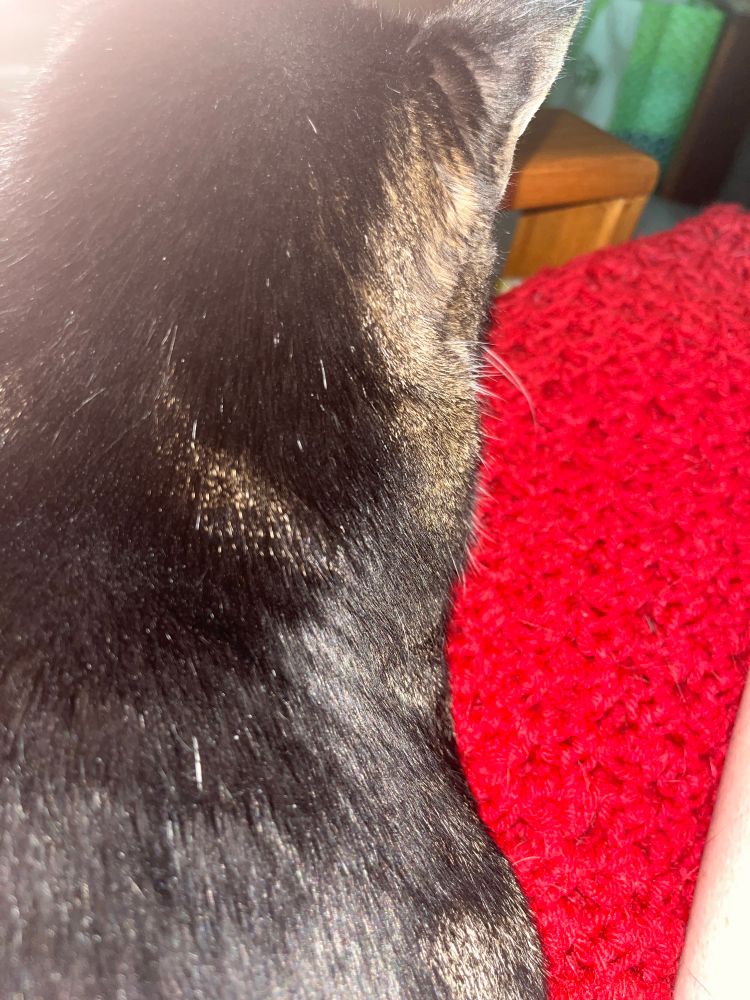 Side view of brown tabby cat, lying on red blanket 