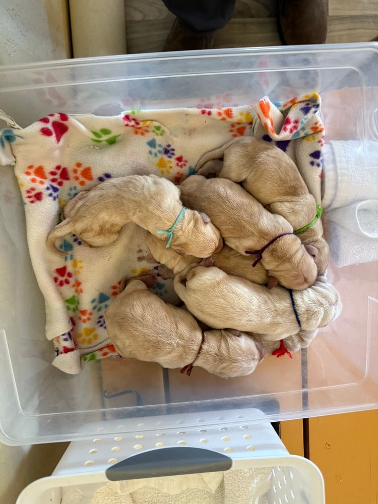 7 future service dogs. Puppies in a warming bin. 