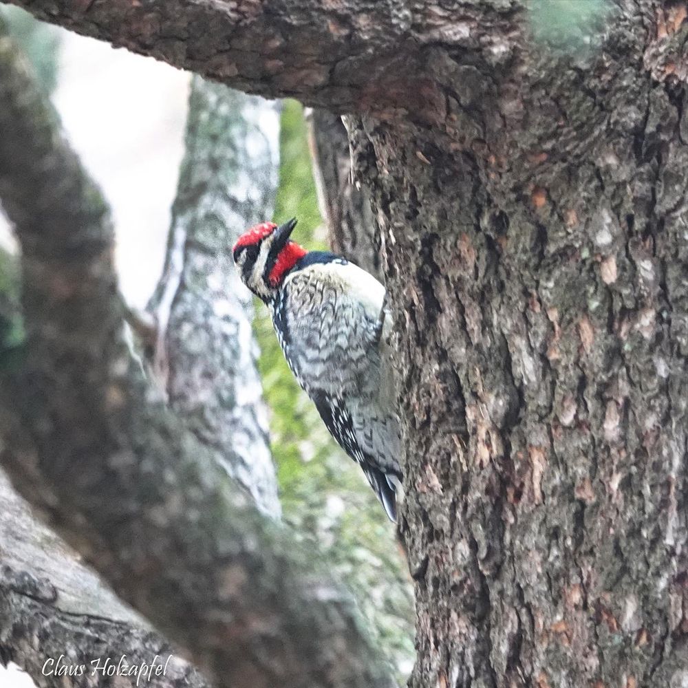 Yellow-bellied sapsucker