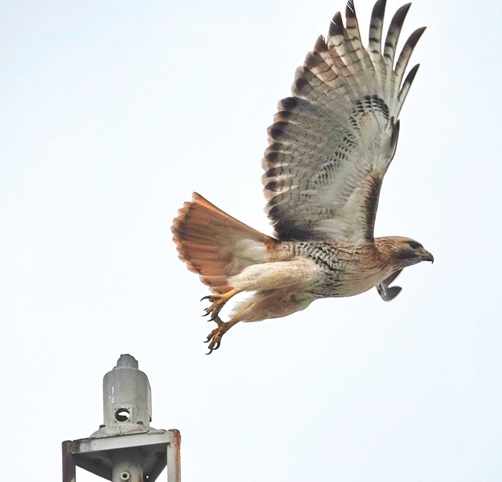 Red-tailed Hawk