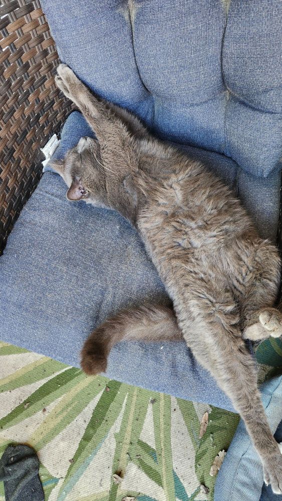 Grey cat stretched out, laying on its back asleep on a patio chair 