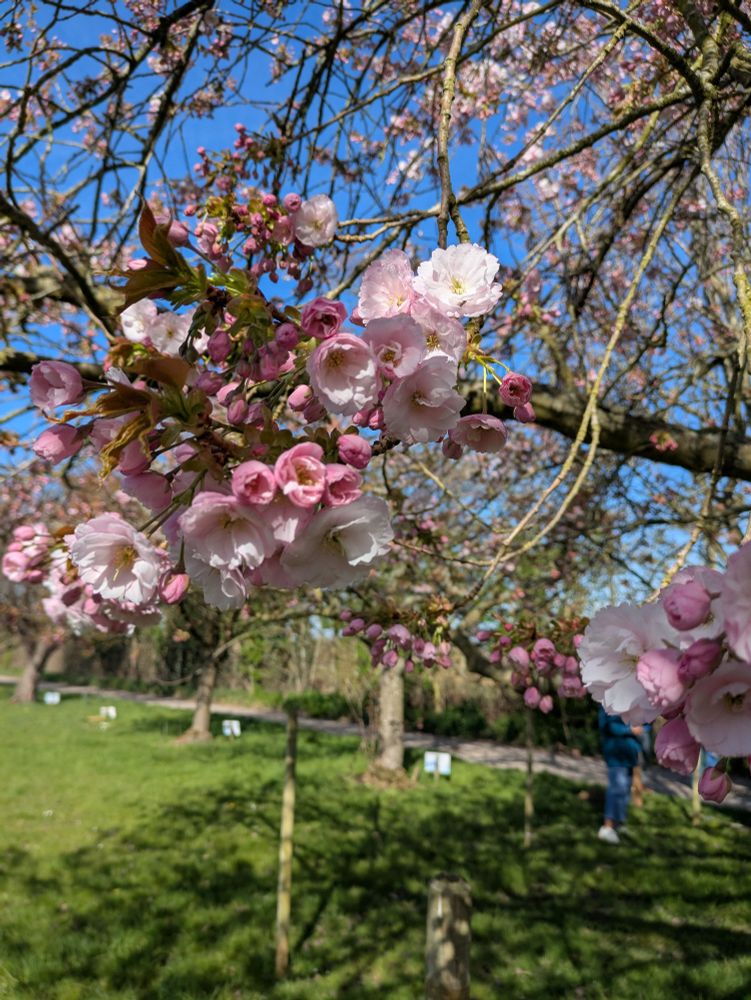 Spring blossom on a cherry tree