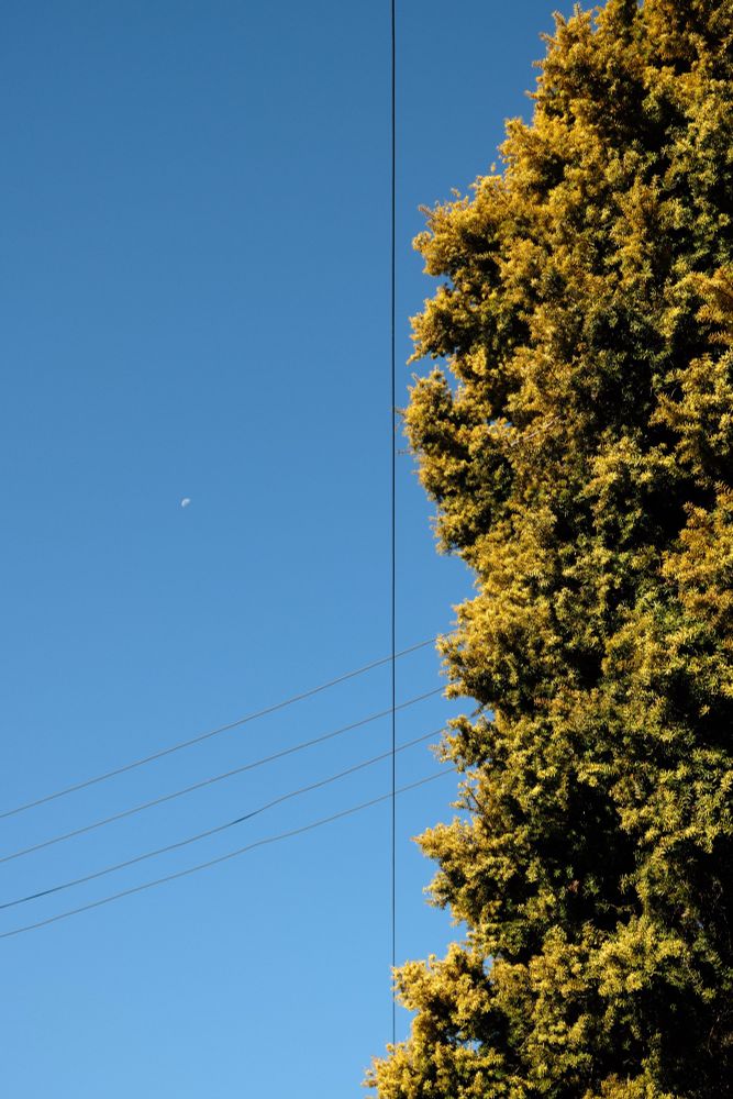 Looking straight up at the sky - on the right half of the frame is a bushy tree that might be in the conifer family, covered in very small leaves that range from bright gold to a dark green - but the overwhelming impression is one of gold. Bifurcating the image vertically in the middle is a power line, set back against a blue sky. It’s intersected by three more lines slanting diagonal to the top right. In the upper left of the frame, the moon can be seen, very small.