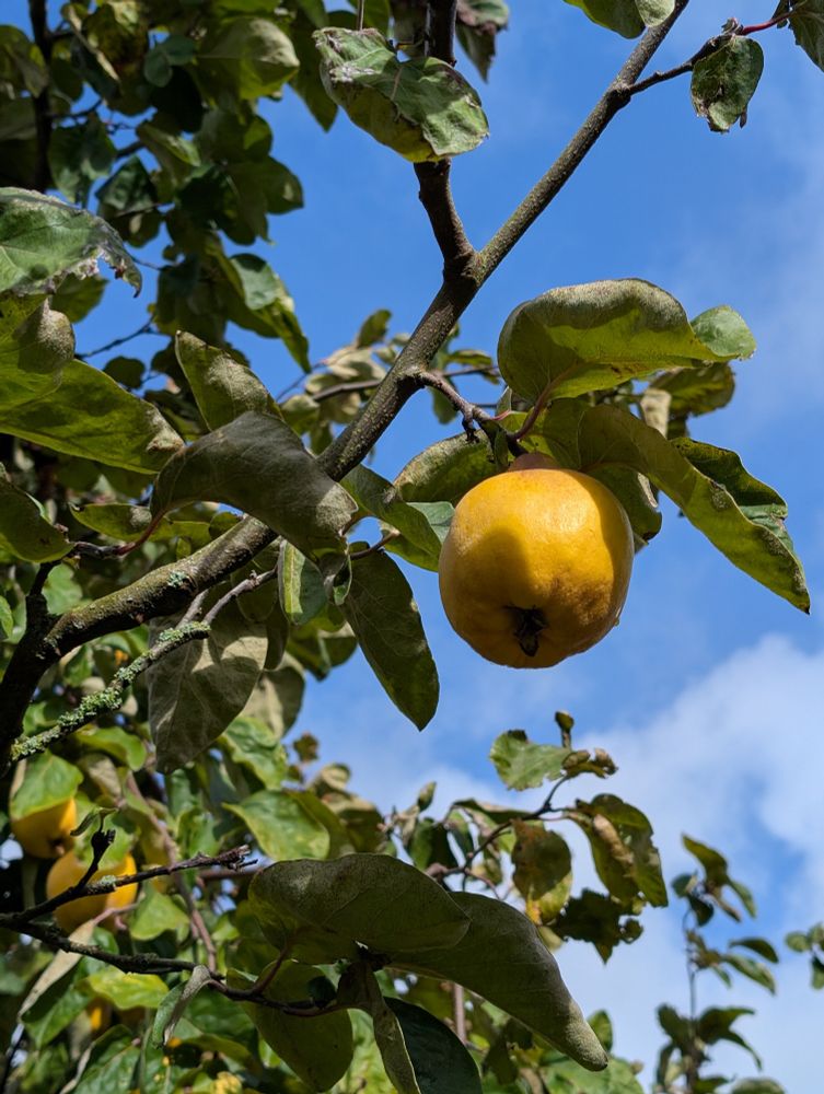 Photo of a yellow fruit on a tree.