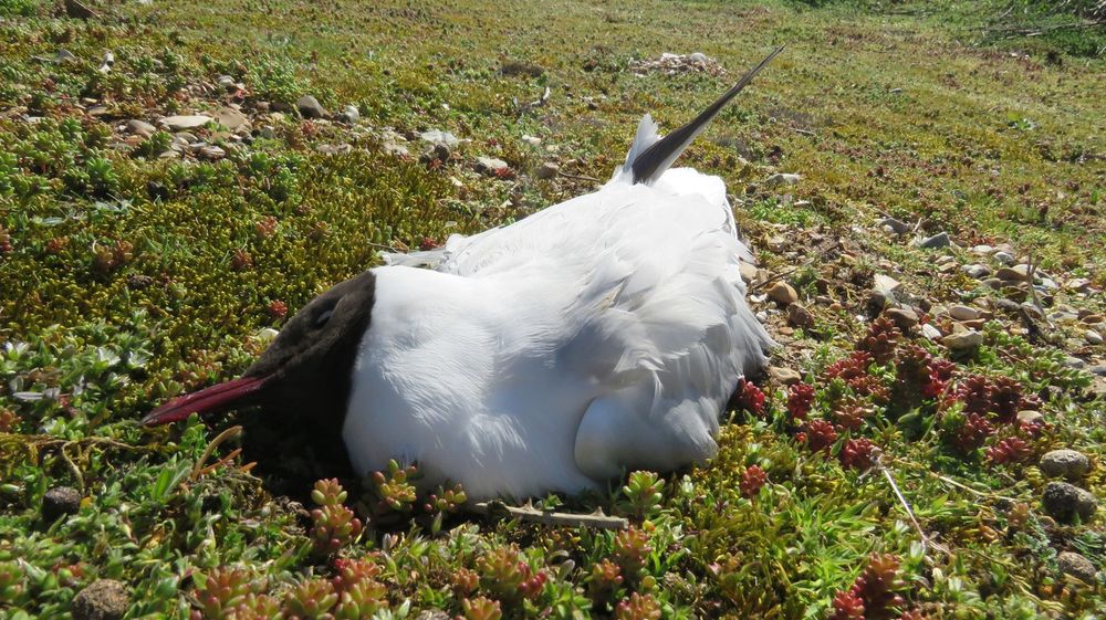 A dead Black-headed Gull at a colony in Norfolk, UK, photographed by Dawn Balmer / BTO, and likely a victim of high pathogenicity avian influenza.