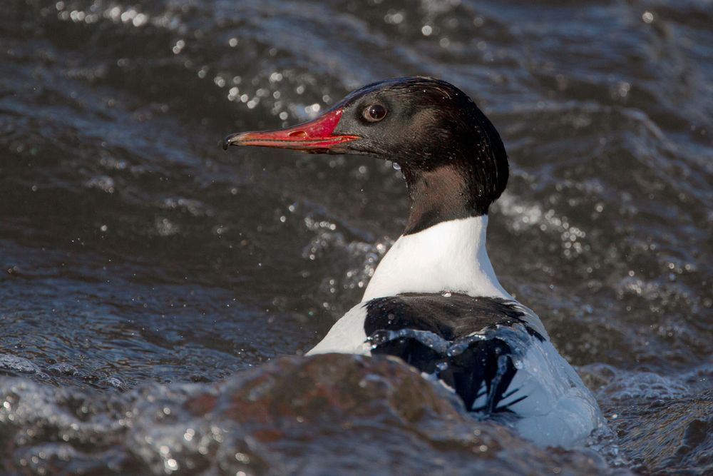 A male Goosander – a fish-eating duck – photographed by Edmund Fellowes / BTO 