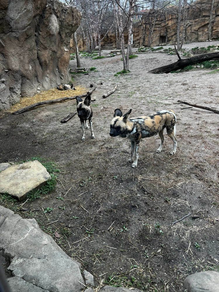 Painted Dog
