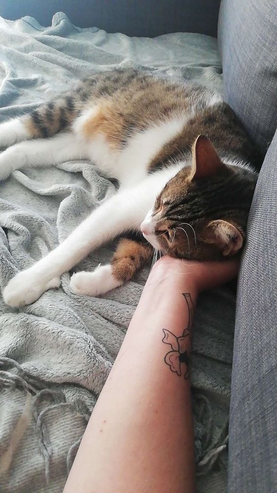 un chat européen est allongé sur un plaid gris, sur un canapé gris. Sa tête repose sur un bras tendu, à la peau beige. Un tatouage d'iris (la fleur) en noir et blanc est partiellement visible.