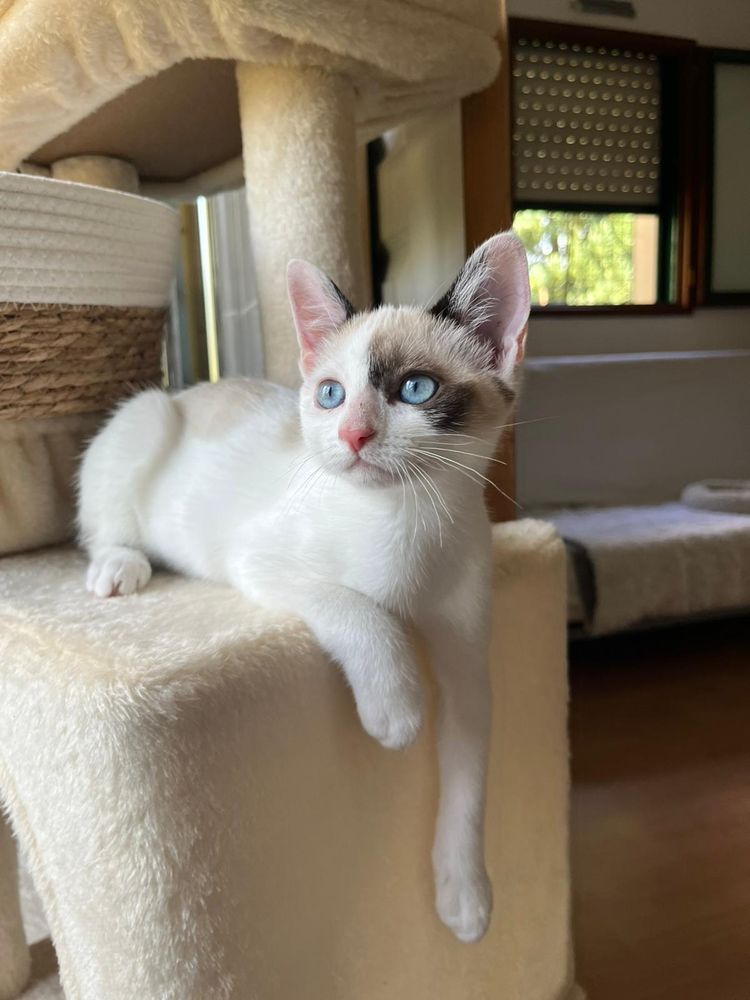 Une chatte de trois mois, majoritairement blanche avec une tache marron au niveau de l'oeil droit, aux yeux bleus, est couchée sur un arbre à chat beige