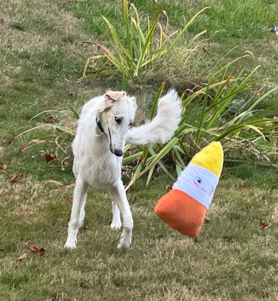 a borzoi looking at the candy corn dog toy he just launched into the air in front of him