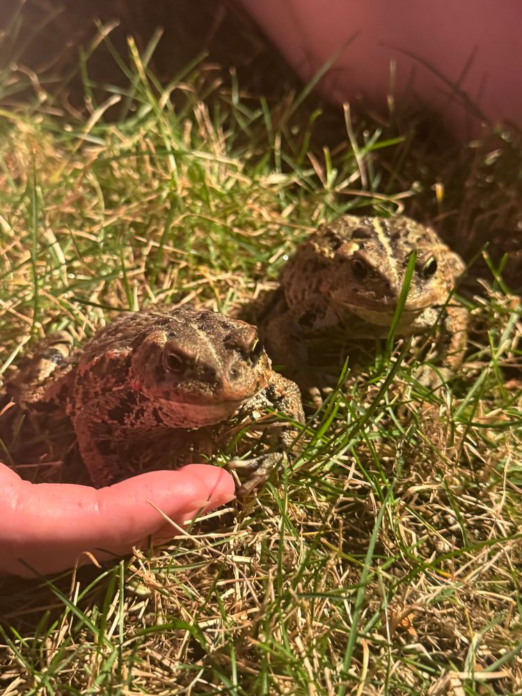 two toads in the grass