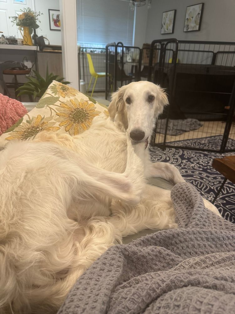 a borzoi attempting to eat his entire foot