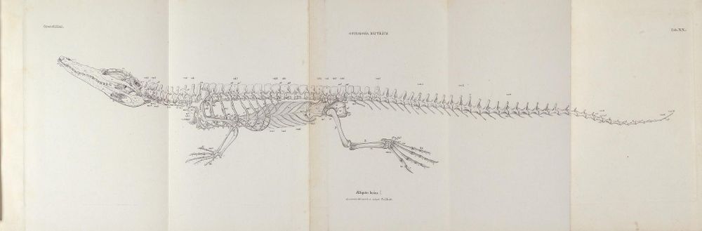 Historical scientific illustration from 1862 depicting the complete skeletal structure of a crocodile (Alligator lucius) in a lateral view. The detailed drawing shows the elongated skull with sharp teeth, a long ribcage protecting internal organs, sturdy forelimbs and hindlimbs with distinct toes and claws, and an elongated, tapering tail made of many vertebrae. Bone structures are labeled with small alphanumeric annotations throughout. The style is precise and monochromatic, typical of 19th-century anatomical plates for educational use in reptile osteology.
