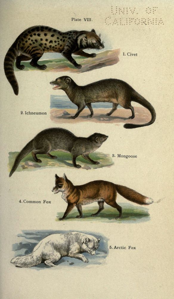 Historical illustration titled "Plate VIII" from "The Handy Natural History" (1910), depicting five animals: 1. A spotted civet with a long striped tail, standing on a branch. 2. An ichneumon (mongoose-like) with a dark body, open mouth, and long tail, on sandy ground. 3. A mongoose with a sleek dark gray body and bushy tail, shown in profile on grass. 4. A common fox with reddish-brown fur, white underbelly, and bushy tail with a white tip, standing on grass. 5. An arctic fox with thick white fur, crouching in a snowy environment. Each animal is labeled numerically beside it.