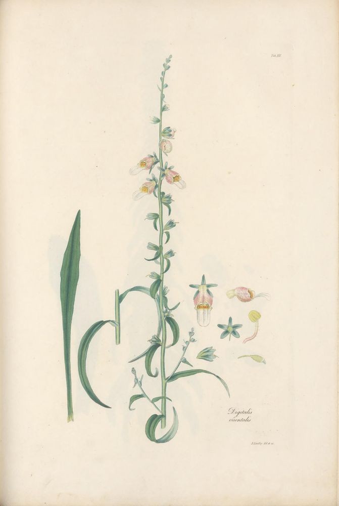 A detailed botanical illustration of Digitalis orientalis (foxglove) from 1821, showing a tall central stem with alternating elongated green leaves and tubular flowers. The flowers are pale with pink and yellow accents, displayed along the upper half of the stem. To the left, a single long leaf is separately illustrated. To the right of the main stem, individual floral parts including a dissected flower, a star-shaped calyx, and reproductive organs are depicted for study. The image emphasizes the plant’s structure and flower anatomy with delicate hand coloring on a plain background. The title and artist’s signature appear in fine script near the bottom.
