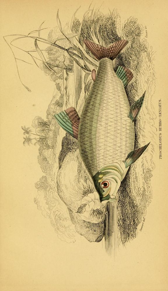 Illustration of a Prochilodus rubro-ventralis fish with a large, rounded body covered in detailed scales. It has distinct fins colored with shades of red and blue-green, and a prominent round eye with a dark pupil. The fish is positioned against a finely detailed natural background featuring flowing water, rocks, and aquatic plants with long, thin leaves. The scene is rendered in a vintage scientific style with subtle hand coloring, highlighting the fish's anatomy and habitat. The artwork is from the mid-19th century ichthyology publication by W.H. Lizars in Edinburgh.