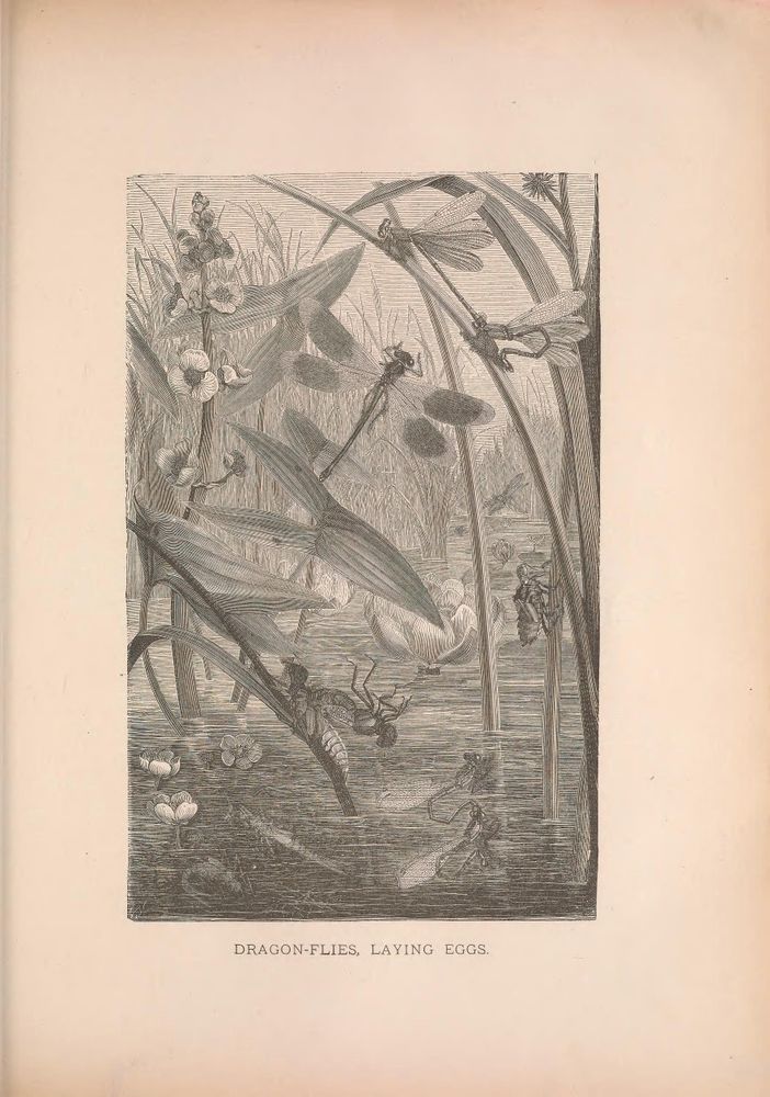 Detailed black and white historical illustration titled "Dragon-flies, Laying Eggs" from "Animate Creation" (c. 1885), showing several dragonflies in a marshy, water-filled environment. Dragonflies are depicted perched on and flying around reeds, some in pairs, engaging in the egg-laying process. The background features tall grasses and water lilies with visible water ripples. The image focuses on the intricate wings and segmented bodies of the dragonflies, capturing various stages of their reproductive behavior in a natural wetland habitat. The composition is rich in botanical and insect details, emphasizing the life cycle of dragonflies in their environment.