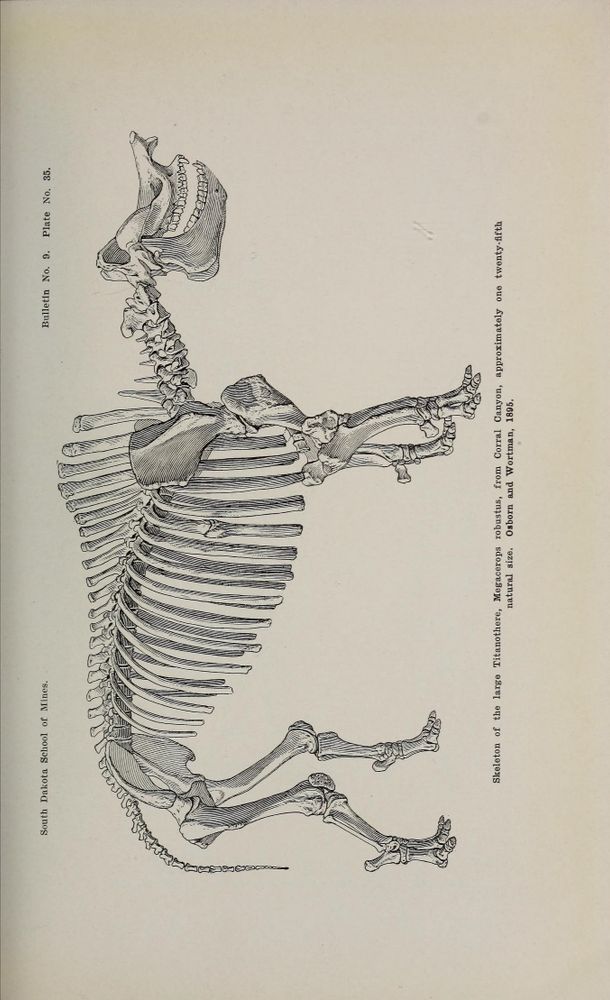 Illustration of a complete skeleton of a large Titanothere, Megacerops robustus, a prehistoric mammal, shown in natural size. The skeleton displays a prominent skull with large teeth, an elongated spine with numerous ribs, strong limb bones with visible joints, and distinct hooved toes. The image, from 1895, is labeled as Bulletin No. 9, Plate No. 35 from the South Dakota School of Mines, depicting the fossil found in Corral Canyon, Black Hills region, South Dakota. The drawing emphasizes anatomical details and skeletal structure in a side view.