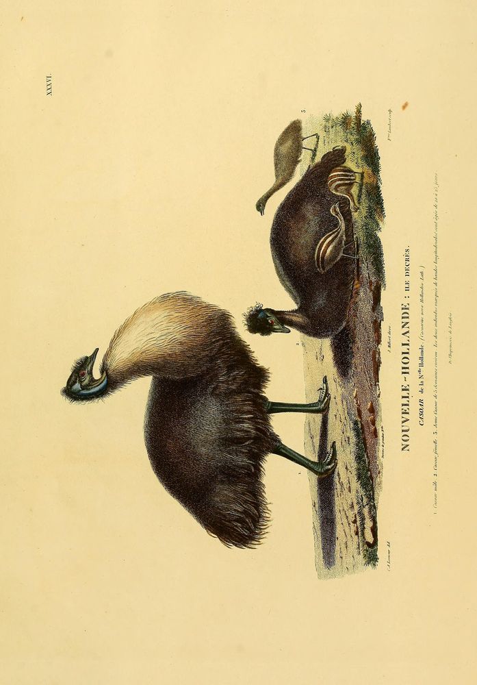 Historical illustration showing a group of cassowaries from Nouvelle-Hollande (Australia). The main subject is a large, flightless cassowary with a prominent casque on its head, black feathers, and a pale neck. Beside it are two smaller cassowaries, likely juveniles, featuring striped brown and beige plumage. The birds are depicted standing on a patch of earth with sparse vegetation. The image includes French text identifying the species as "Casuarius" and notes details about their size and habitat. The style is typical of early 19th-century natural history prints with detailed, hand-colored engraving.