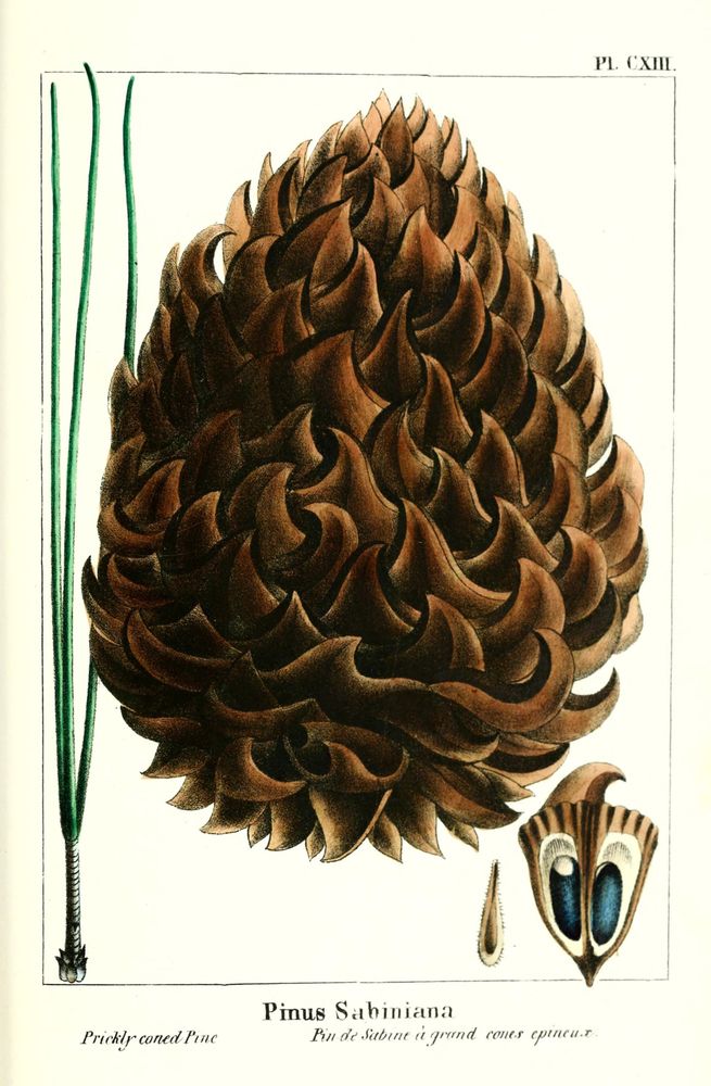 Illustration of a large, detailed pine cone labeled "Pinus Sabiniana" or "Prickly coned Pine." The pine cone has thick, sharply curved, overlapping scales in various shades of brown. To the left, three long, slender green pine needles are shown in a cluster with a short base. On the bottom right, two smaller objects are depicted: an elongated seed and a two-lobed seed scale with a brown striped pattern and blue oval markings. The image is a botanical plate from an 1865 historical publication titled "The North American sylva."