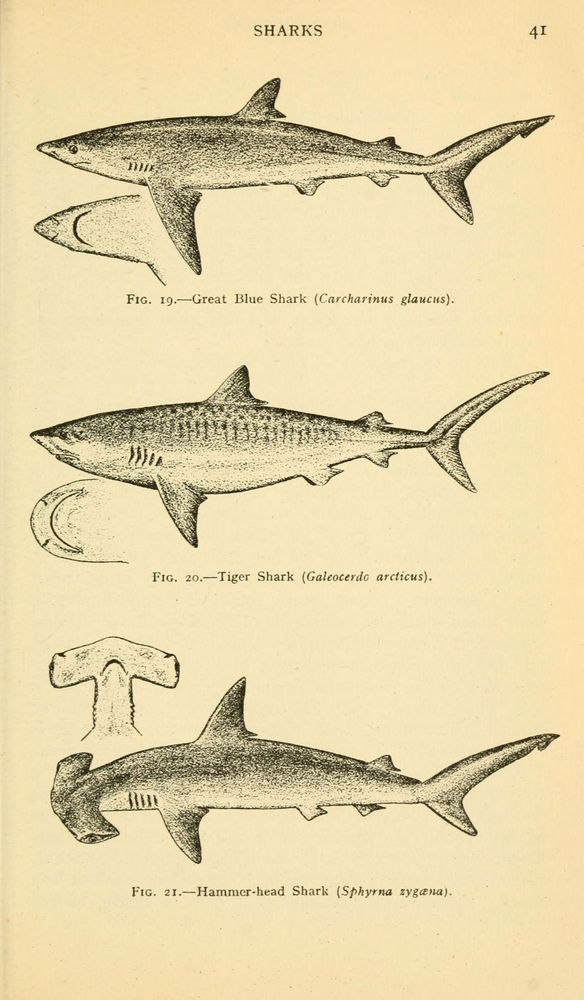 Historical illustration from the 1949 "Field Book of Giant Fishes" depicting three shark species: the Great Blue Shark (Carcharinus glaucus) with a streamlined body and pointed snout; the Tiger Shark (Galeocerdo arcticus) showing subtle vertical stripes on its body; and the Hammer-head Shark (Sphyrna zygaena) characterized by its distinctive wide, flattened head shape. Each shark is drawn in profile with detailed texture indicating skin patterns, accompanied by close-up drawings of their respective heads or jaws. The page is labeled "SHARKS" at the top and numbered 41, providing scientific names and figures for each species.