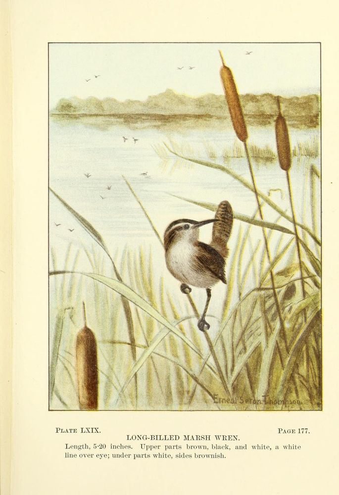 Illustration of a long-billed marsh wren perched on a cattail stalk in a marshy wetland. The small bird features brown, black, and white upperparts, a distinctive white line over its eye, and white underparts with brownish sides. The background shows a calm lake with reeds, distant trees, and small flying birds. The bird’s long, slightly curved bill and curled tail are prominent. The scene evokes a serene natural habitat typical for this 5.20-inch bird species. The artwork, signed by Ernest Seton-Thompson, is from an 1899 bird manual.