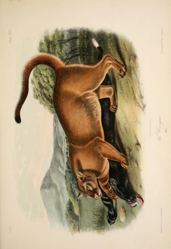 Illustration from "The Quadrupeds of North America" (1851-54) depicting a cougar standing over a captured black animal, possibly a wild boar, which has blood-tipped tusks visible. The cougar is shown in profile with a muscular, tawny body, large paws, and a long, curved tail. Its intense gaze is directed forward, suggesting alertness. The background features a natural landscape with trees and distant mountains, rendered in soft, muted tones, emphasizing the predator-prey interaction in a wilderness setting. The style is detailed and realistic, typical of Audubon's natural history illustrations.