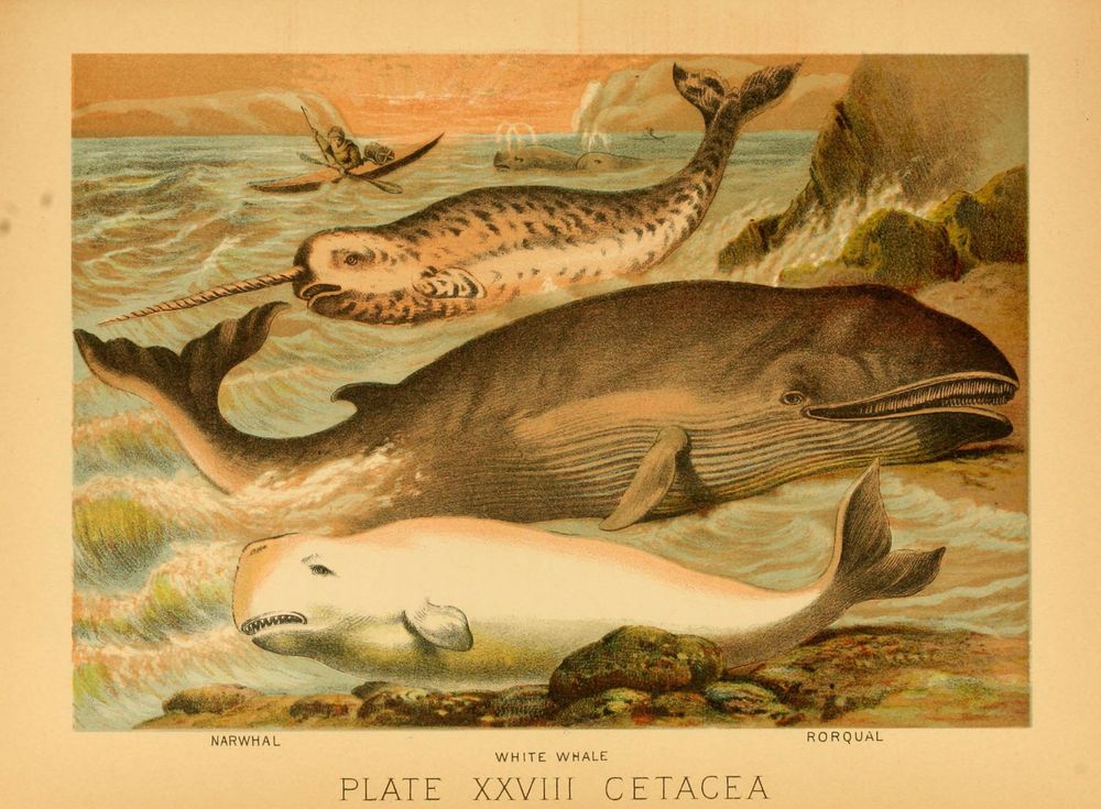 Historical illustration titled "Plate XXVIII Cetacea" depicting three marine mammals: a narwhal with a long, spiraled tusk swimming near the surface, a large rorqual whale showing pleated throat grooves, and a white whale (beluga) resting near rocky shorelines. In the background, a person in a kayak with a spear is visible, along with additional whales spouting water. The scene features a muted color palette with detailed textures emphasizing the distinctive shapes and markings of each cetacean. The image reflects 19th-century naturalist artistic style and scientific observation.