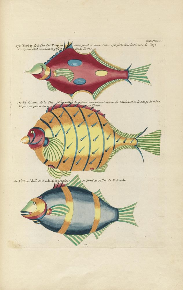 Historical illustration from 1754 showing three stylized fish with vibrant colors and unusual shapes. The top fish is deep red with blue oval markings and green striped fins and tail. The middle fish is yellow with black horizontal stripes and small black spikes along its body, resembling a porcupine’s quills, and has green striped fins and tail. The bottom fish is blue with two wide yellow bands, green striped fins, and tail. All fish have a distinctive round body, prominent eyes, and exaggerated lips. French text identifies each fish and provides context on their origins and qualities.
