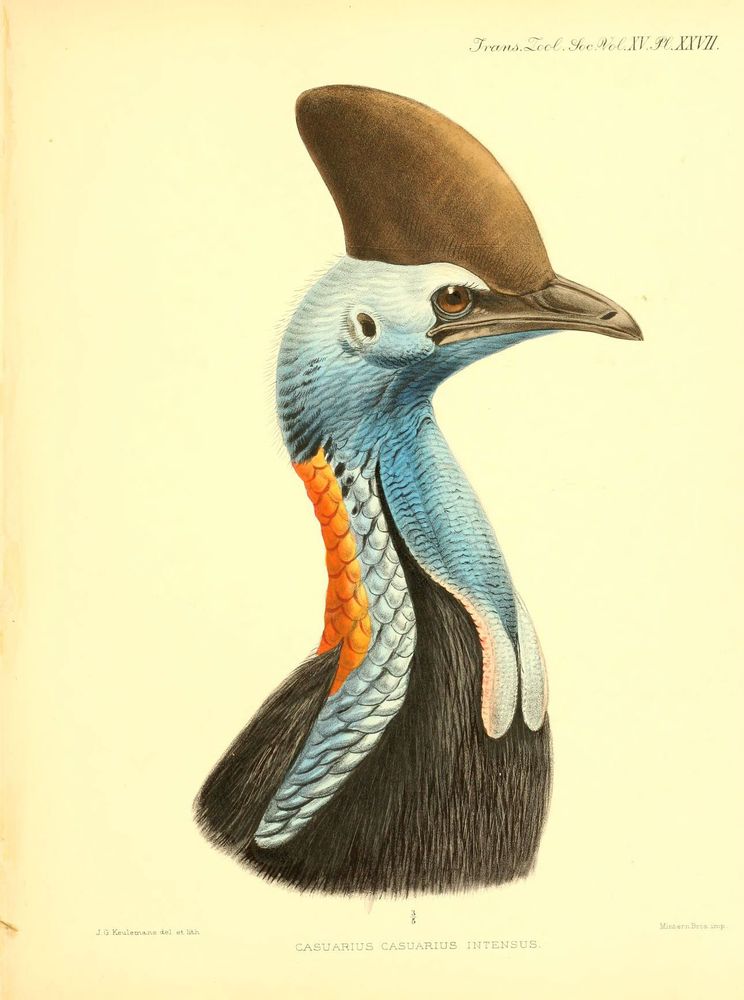 Illustration of the head and upper neck of a cassowary (Casuarius casuarius intensus) from a 1900 zoological monograph. The bird features a prominent brown casque on top of its head, bright blue skin on its neck with scales and textured patterns, a striking orange wattle on the side, and glossy black feathers on its lower neck. The cassowary's sharp, curved beak and large, expressive brown eye are clearly detailed in this scientific depiction.