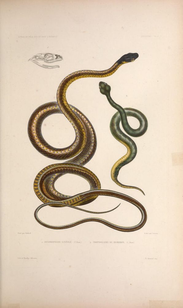 Illustration from an 1842-1853 expedition publication, depicting two coiled snakes labeled "Dendrophide lineolé" and "Tropidolaime de Hombron." The larger snake on the left is brown with yellow underbelly and detailed scales, its head raised and turned right. Above it, a detailed black-and-white snake skull is shown. The smaller snake on the right is green with a yellow underside, also coiled with its head raised. The style is scientific and precise, capturing anatomical and color details for study during the historic voyage to the South Pole and Oceania.