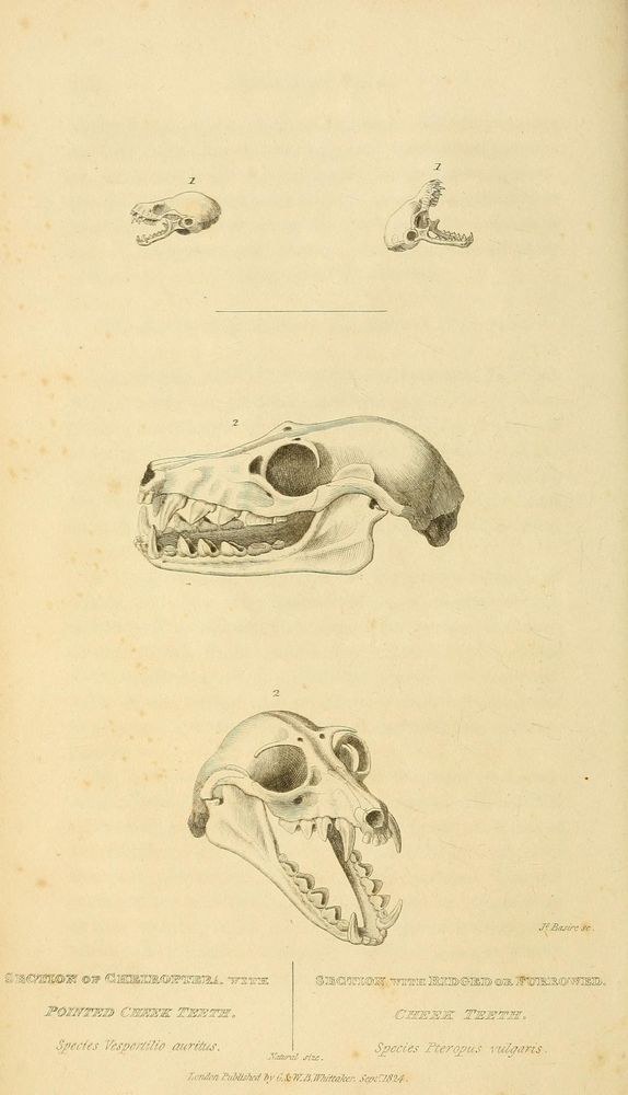 Historical illustration titled "The class Mammalia" showing detailed skulls of two mammal species, Vespertilio auritus and Pteropus vulgaris. The top features two small side views of skulls labeled "Z." The middle depicts a side view of Vespertilio auritus skull with pointed cheek teeth. The bottom shows a three-quarter view of Pteropus vulgaris skull with open jaws, highlighting ridged or furrowed cheek teeth. The image focuses on the structure and variation of teeth in these mammals, emphasizing sharp canines and distinct cheek tooth morphology relevant to their classification. Printed in London, 1827.