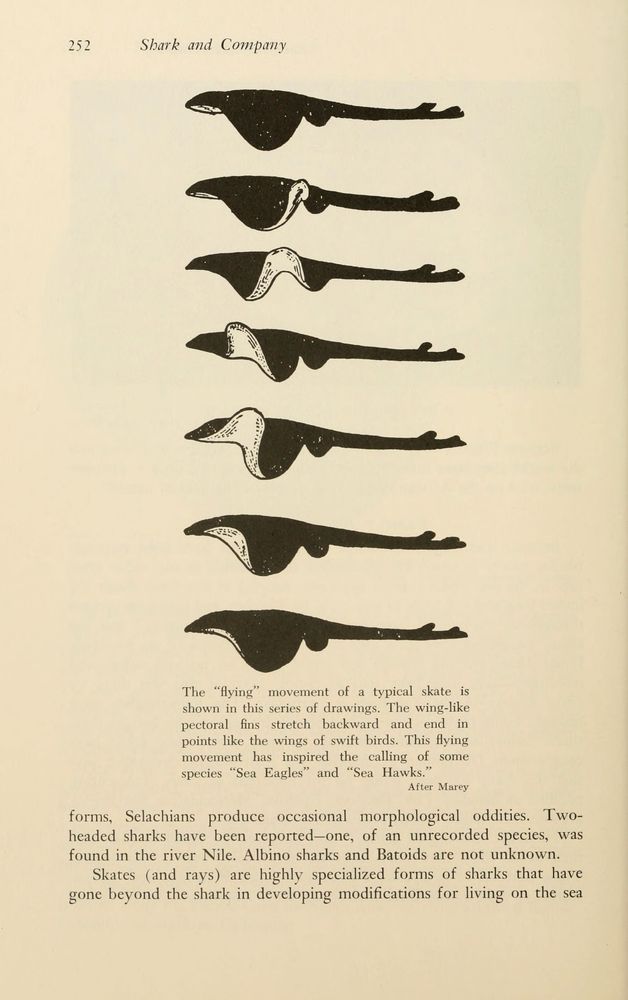 Illustration showing seven sequential silhouettes of a skate (a type of ray related to sharks) demonstrating its "flying" swimming motion. The drawings highlight the wing-like pectoral fins stretching backward and bending in smooth, fluid curves, resembling the wings of swift birds. The images depict the fins' rhythmic up-and-down movement as the skate propels itself through the water, emphasizing its specialized form. Captions note that this motion has inspired nicknames like "Sea Eagles" and "Sea Hawks" for some species. The page includes additional text about various shark and skate species and their morphological adaptations.