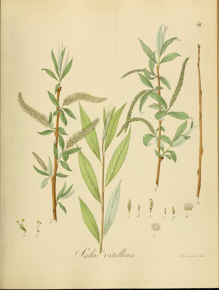 Historical botanical illustration titled "Salix vitellina" from 1851 depicting detailed branches of the forstlichen (forestry) plant species Salix vitellina (willow). The central subject features leafy green willow branches with elongated leaves and catkin flowers. To the left and right, separate male and female branches are illustrated with slender catkins. At the bottom, small detailed drawings show various reproductive parts of the plant. The image serves as a scientific study of this forestry plant native to Germany, highlighting both vegetative and reproductive structures with fine color and line work. The plate is marked "41" at the top right.
