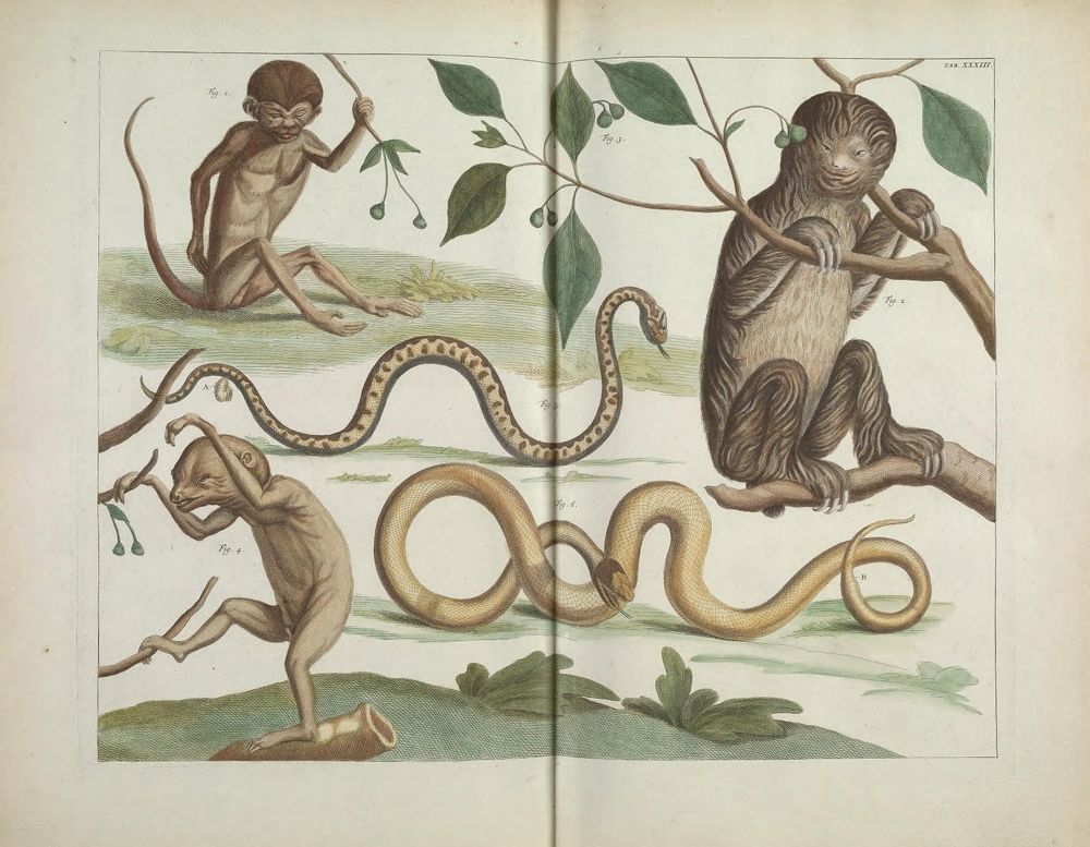 Historical illustration depicting a sloth prominently positioned on the right, clinging to a tree branch with long curved claws and thick fur. Surrounding it are three other primate-like creatures in various poses: one sitting and holding a branch, one climbing with raised arms, and one with a tail, all with elongated limbs. Two snakes with distinct patterns slither across the center. The background includes sparse vegetation and branches with green leaves, emphasizing a natural environment. The image combines detailed animal studies typical of 18th-century natural history prints.