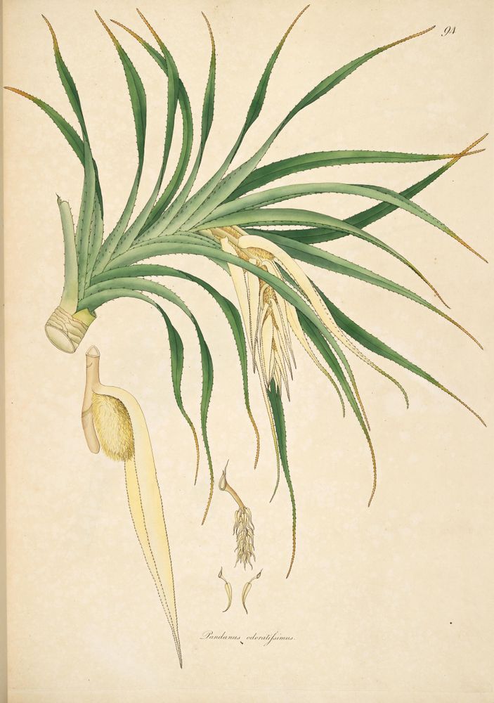 Historical botanical illustration titled "Pandanus odoratissimus" from "Plants of the coast of Coromandel" (1795-1819). The image depicts a detailed watercolor of a pandanus plant with long, narrow green leaves that have serrated edges and taper to pointed tips. Additional detailed views show the plant’s fruit structure, a cluster of fibrous, elongated parts, and botanical reproductive elements. The background is plain beige, and the style is scientific and precise, focusing on plant morphology for study. The image does not depict any panda animals despite the keyword.