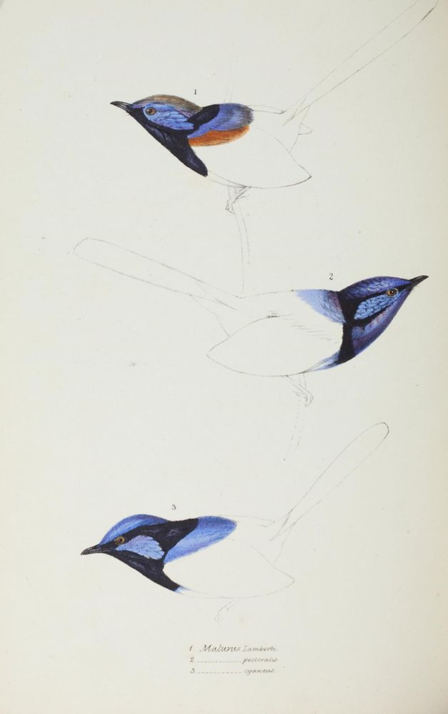 Illustration from John Gould’s 1837 "A synopsis of the birds of Australia" depicting three wrens in various stages of completion. Each wren has vibrant blue and black head markings with detailed feather patterns, while their bodies and tails are sketched but mostly unfinished. The top wren features a patch of orange beneath its blue head. The birds are numbered 1 to 3, corresponding to labeled names in elegant script at the bottom: Malurus Lamberti, pectoralis, and cyaneus. The image highlights the vivid coloration and distinctive facial markings of these small Australian wrens.