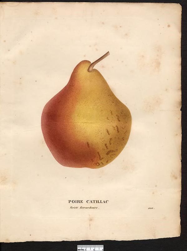 Illustration of a single "Poire Catillac" pear, a variety described as extraordinary, from the early 19th century French botanical work "La flore et la pomone francaises." The pear is depicted with a rounded, bulbous shape, showing a gradient of colors from yellow-green to reddish-brown, with some speckled brown markings. The stem is short and slightly curved. The illustration is set against an aged, plain background, emphasizing the fruit’s detailed texture and coloration typical of botanical studies of that period.