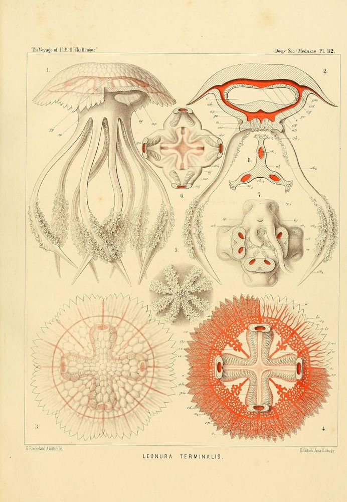 Historical scientific illustration titled "Leonura terminalis" from "Monographie der Medusen" (1879-1881) depicting detailed anatomical views of a jellyfish species. The image includes a side view showing the bell-shaped body with textured tentacles, cross-sectional and top-down views revealing internal structures like radial canals, gonads, and muscle arrangements. Fine line work and pale red highlights emphasize key features. Labeled with scientific annotations, the drawing illustrates the jellyfish’s morphology and internal anatomy for deep-sea medusae study.