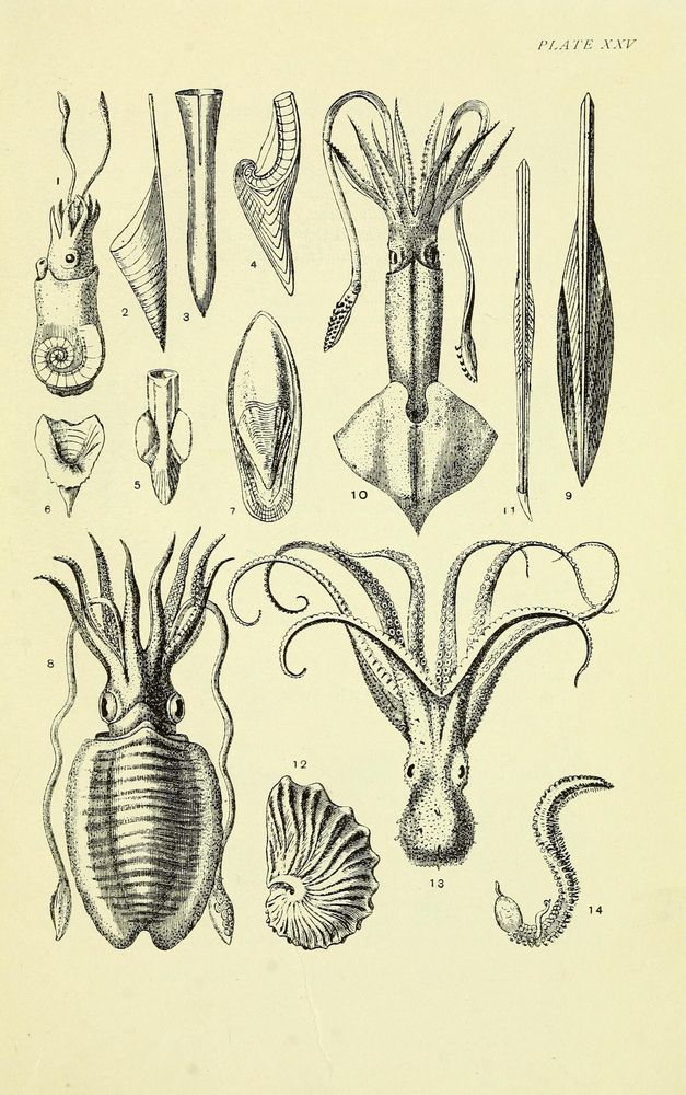 Historical black and white scientific illustration from 1913 depicting various mollusca species and shells. The image features detailed drawings of multiple cephalopods, including squids and cuttlefish with prominent tentacles and eyes (labeled 8, 10, 13), several elongated shell forms (2, 3, 4, 7), a coiled shell resembling a nautilus (1), and segmented shell fragments (5, 6, 12). Also included are detailed depictions of mollusc pen-like structures (9, 11) and an isolated octopus tentacle (14). The illustration emphasizes anatomical features such as tentacle arrangement, shell shapes, and internal structures, providing a comprehensive overview of molluscan diversity. Labeled as Plate XXV.