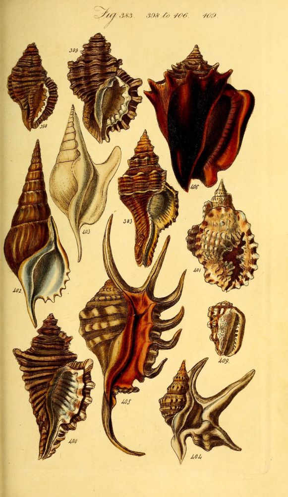 Illustration from an 1846 conchological manual depicting twelve intricately detailed seashells of various shapes, sizes, and textures. The shells display a range of spiral forms with ridges, spines, and flared openings. Colors include shades of brown, beige, cream, and deep red, with visible inner and outer surfaces. Each shell is numbered, highlighting their diversity in structure, including elongated cones, wide flared edges, and spiky protrusions, emphasizing their unique natural designs. The background is aged off-white paper, and elegant cursive numbers and headings are printed above the shells for classification.