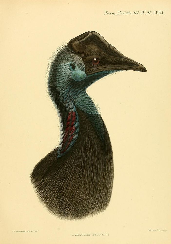 Illustration of the head and upper neck of a cassowary (Casuarus bennetti) showing detailed features. The bird has a prominent, dark casque on top of its head, a long sharp beak, and a reddish-brown eye. Its neck feathers are dark with vibrant blue skin patches and red lobes along the side. Fine hair-like feathers cover the head, emphasizing the bird’s distinctive texture and coloration, set against a plain light background.
