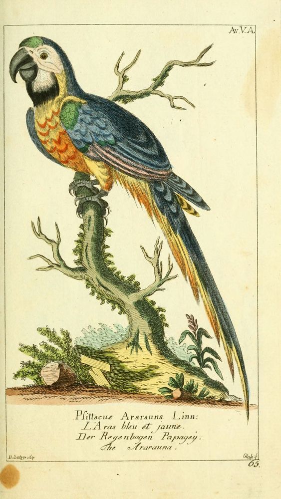 Historical illustration of a blue and yellow macaw (Psittacus Ararauna Linn) perched on a gnarled tree branch. The bird displays vivid blue feathers on its wings and back, a yellow-orange chest with feather patterns, and a green patch on its head. It has a strong, curved black beak and sharp claws gripping the branch. Surrounding the tree base are small plants and foliage, with a naturalistic background. Hand-colored with fine detailing typical of 18th-century natural history prints, the artwork includes multilingual labels identifying the species. The image combines scientific accuracy with artistic style from the late 1700s.