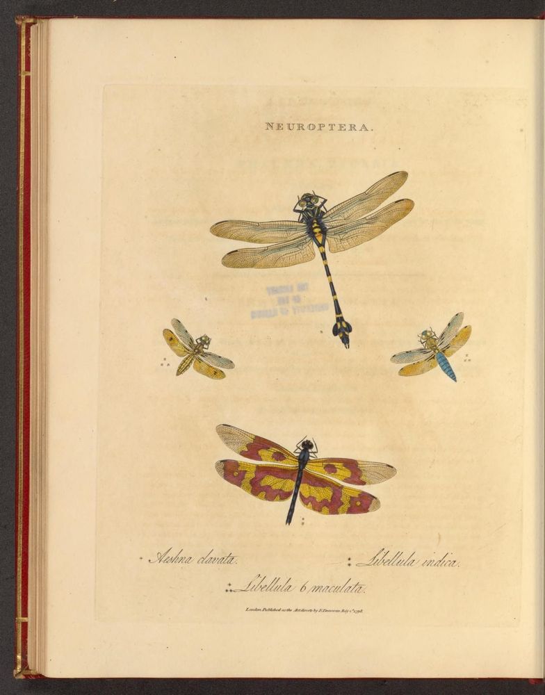 Illustration from 1798 depicting four detailed dragonflies from the Neuroptera order. The largest, placed at the top center, has a long striped yellow and black body with transparent, intricately veined wings. Two smaller dragonflies flank either side: the left one is yellowish with clear wings, and the right one has a blue abdomen with yellow wings. A fourth dragonfly at the bottom features striking yellow and red patterned wings with a dark body. The page includes scientific names in elegant script: Aeshna clavata, Libellula indica, and Libellula 6 maculata. The background shows aged paper and partial text.