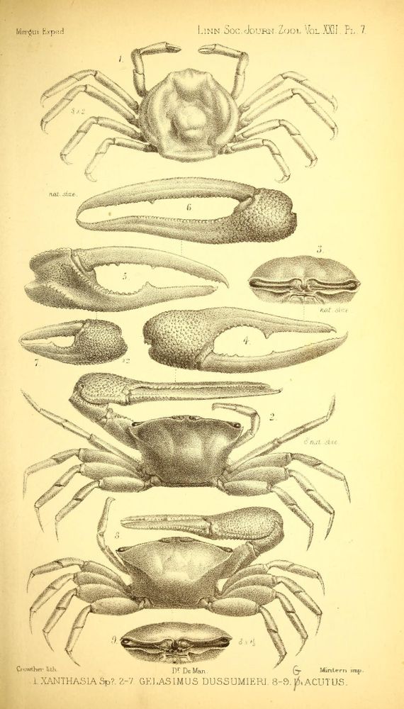 Illustration from an 1865 zoological journal depicting detailed anatomical views of crustaceans, specifically crabs. It features three crab bodies shown from above, along with multiple enlarged close-ups of their claws and a ventral view of a crab's abdomen. The crabs have segmented legs and textured, rounded carapaces. The claws vary in size and shape, with notable serrations and rough textures, emphasizing differences among species. The labeled figures correspond to scientific names, highlighting the genus Xanthasia and species Gelasimus dussumieri and Macutus. The sepia-toned, stippled drawing presents scientific accuracy for study of crab morphology.